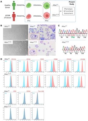 Human CFTR deficient iPSC-macrophages reveal impaired functional and transcriptomic response upon Pseudomonas aeruginosa infection